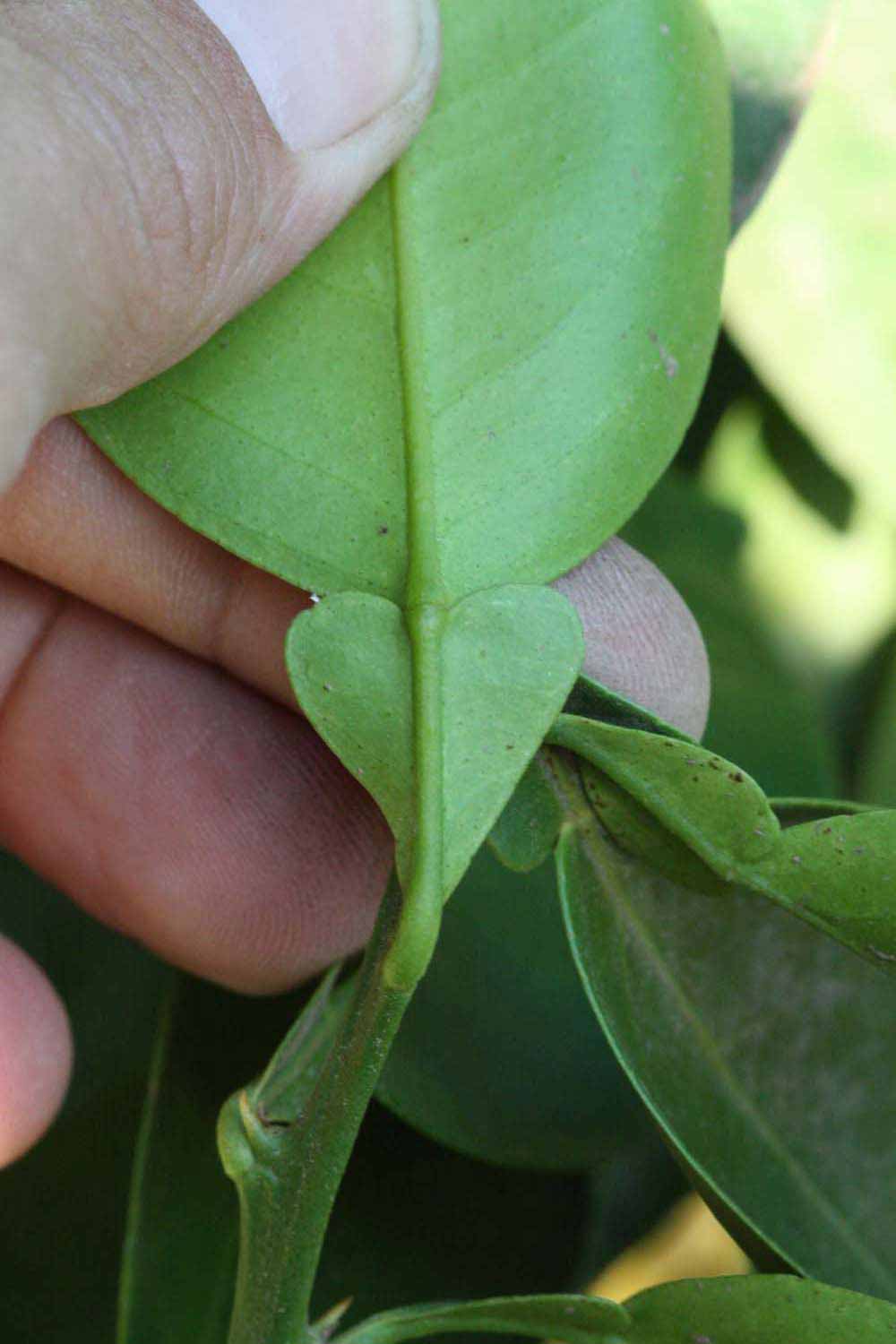              Petiole (Riverside, CA)       